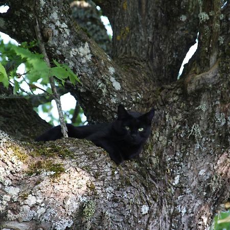 Gaestrum Gnottnehult Osterbymo Экстерьер фото